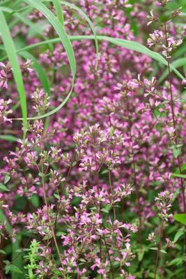 Produktbild von Origanum laevigatum 'Hopley', Oregano, rosa Blüten, ca. 9x9 cm Topf