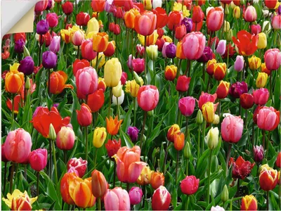 Produktbild von ARTland Wandbild, selbstklebend Buntes Tulpenfeld Größe: 60x45 cm