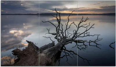 Produktbild von Wallario Herdabdeckplatte aus Glas, Größe 90 x 52 cm 3-teilig, Motiv Baum im Abendlicht