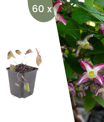 Productafbeelding van Planten van Frank | 60 rode elfenbloem planten | Epimedium x Rubrum | Bodembedekker | Winterhard | Meerjarig | Tuinplanten