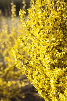 Produktbild von Forsythia 'Week-End' -R-, Forsythie, leuchtend gelb, 80–100 cm