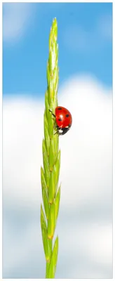 Produktbild von Wallario Premium Glasbild, freischwebende Optik, kräftige Farben, Größe 80 x 32 cm Motiv Marienkäfer am Korn