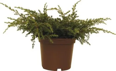 Obrázek produktu pro Jalovec obecný FloraSelf Juniperus communis 'Repanda' 20-30 cm květináč 2 l