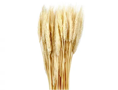 Obrázek produktu pro Nohel Garden Dekorace sušiny TRITICUM-PŠENICE vousatá 40g