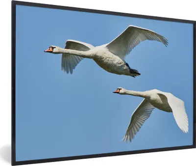 Produktbild von MuchoWow® Gerahmtes Poster Schwan - Vogel - Himmel - Blau 60x40 cm - Poster mit Schwarzem Bilderrahmen Wandposter Rahmen Foto Bilder - Printing - Wanddeko Schlafzimmer