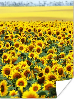 Produktbild von MuchoWow® Poster Sonnenblume - Blumen - Natur 90x120 cm - Wohnzimmer