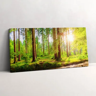 Produktbild von Wald in der Sonne – Leinwandbild Wandbild – 140x70 cm – Leinwandbilder – Wandbilder – Schlafzimmer – Flur