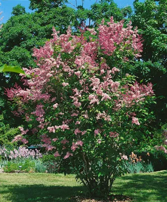 Produktbild von Syringa 'Redwine', Flieder, rot, 80–100 cm