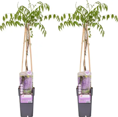 Produktbild von Blauregen Wisteria floribunda 'Naga Noda' Kletterpflanze 2 Pflanzen Ø15cm 65cm