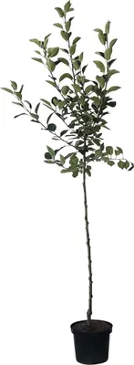 A potted apple tree with green leaves and a brown trunk against a white background.