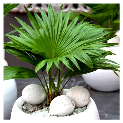 Produktbild von Zimmerpflanze - Livistona Palme - Dekorative tropische Geschenkpflanze im 12 cm Topf