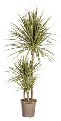Zdjęcie produktu dla Dracaena Marginata Bicolor - 110-120cm - Ø21cm - Roślina doniczkowa - Zimozielony