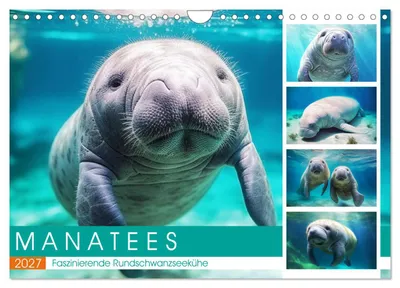 Produktbild von Manatees. Faszinierende Rundschwanzseekühe (Wandkalender 2027 DIN A4 quer), CALVENDO Monatskalender