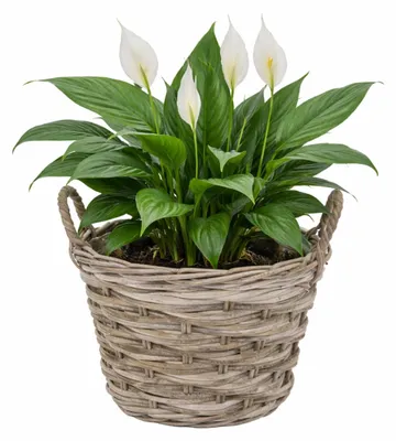 Produktbild von Mega Collections Pflanzenkorb Heeg - Rattan - D35 x H25 cm - hellbraun/grau - mit Griffen