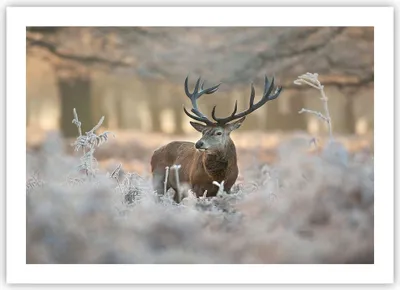 Produktbild von Poster - Poster ohne Rahmen - Hirsch Wald Natur - 70x50 cm - Wand Bild - Wanddeko - Wandbilder - Kunstposter - Wandposter - Bilder - Kunstdruck - Wanddekoration - Wandbild - P2XAA70x50-3744