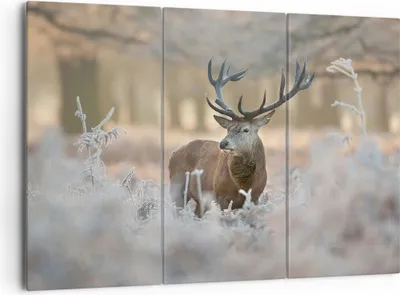 Produktbild von Bild auf Leinwand - Leinwandbild - Hirsch Wald Natur - 165x110cm - Wand Bild - Wanddeko - Leinwanddruck - Bilder - Kunstdruck - Wanddekoration - Leinwand bilder - Wandkunst - CE165x110-3744