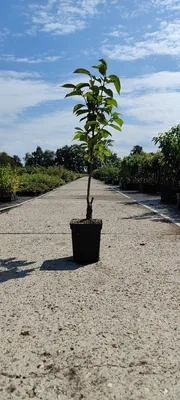 Produktbild von Diospyros kaki 'Rojo Brillante' - Sharonfrucht - 5 Liter Topf - 100cm