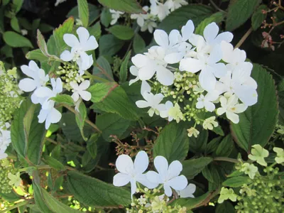 Produktbild von Japanischer Schneeball Kilimandjaro ® - Viburnum plicatum - 40-60cm