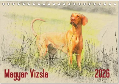 Produktbild von Magyar Vizsla 2026 (Tischkalender 2026 DIN A5 quer), CALVENDO Monatskalender