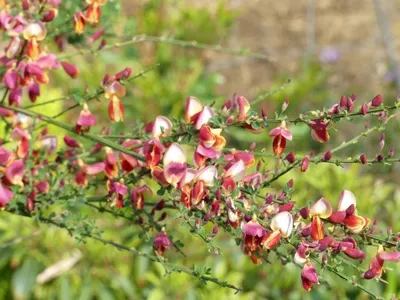 Produktbild von Cytisus scoparius Red Dragon - Edelginster - Drachenginster 40-60