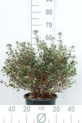 Image de Azalea japonica - Azalée japonaise violette 50- 60 cm - conteneur