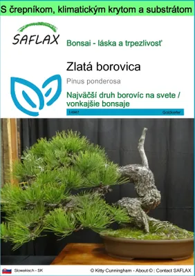 Obrázok produktu pre SAFLAX Garden to go - zlatá borovica - Pinus ponderosa - 20 Semená - S črepníkom, klimatickým vekom a pestovateľským substrátom