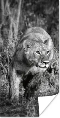 Produktbild von MuchoWow® Poster Löwin - Jagd - Tiere 60x120 cm - Wandschmuck