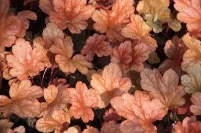 Image de 6 x Heuchera hybr. 'Peach Flambe' - Luzule pourpre - Pot 9 x 9 cm