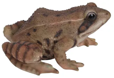 Produktbild von Braune Frosch Dekofigur 12x7x15 cm