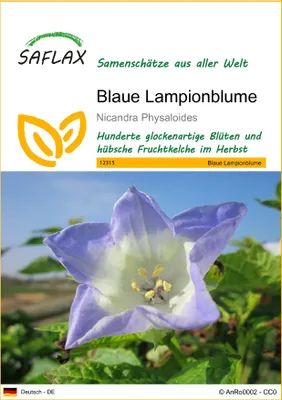 Produktbild von SAFLAX - Blaue Lampionblume - Nicandra Physaloides - 100 Samen