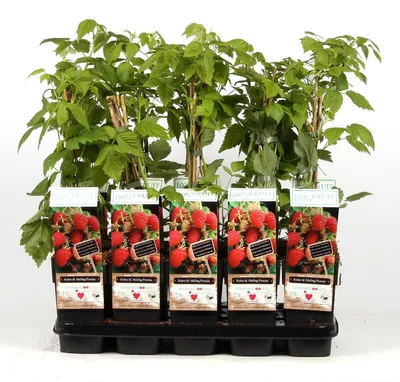Produktbild von Himbeere - Rubus idaeus Malling Promise ca. 60 cm ertragreiche Gartenhimbeere