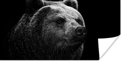 Produktbild von MuchoWow® Poster Kamtschatka-Bär auf schwarzem Hintergrund in schwarz und weiß 150x75 cm - ohne Rahmen