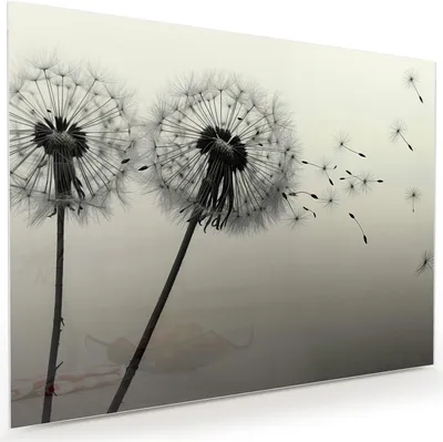 Produktbild von Glasbild 120x90cm in XXL für Wohnzimmer, Schlafzimmer Motiv Pusteblume Schwarz