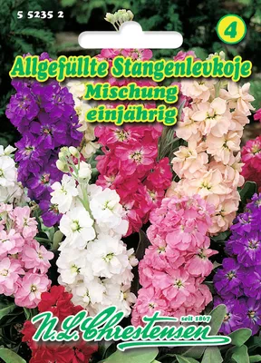 Produktbild von Stangenlevkoje Allgefüllte Mischung | Blumensamen von N.L. Chrestensen