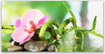 Produktbild von Glasbilder 140x70 Wandbild Druck auf Glas Bambusrohr Blume Steine Natur