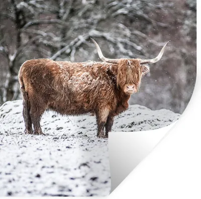 Produktbild von MuchoWow® Wandtattoo Wandsticker Wandaufkleber Schottischer Highlander - Baum - Schnee 30x30 cm Selbstklebend und Repositionierbar - Repositionierbar - Wasser abweisend