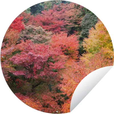 Produktbild von MuchoWow® Gartenposter Outdoor-Poster Rund Wald mit japanischen Ahornbäumen in Kyoto Ø 120 cm Gartendeko Rundes Poster draußen