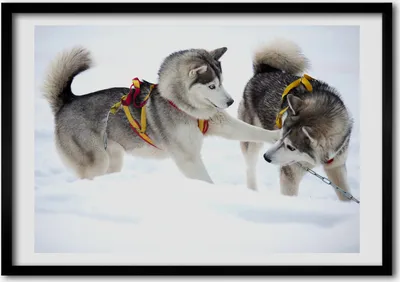 Produktbild von Bild - Bilderrahmen - 100 cm x 70 cm - MDF - Rahmen - Foto - Wandkunst Husky Winter
