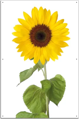 Produktbild von Wallario Outdoor-Poster für Garten oder Balkon, Motiv Sonnenblume, in ca. 61 x 91,50 cm