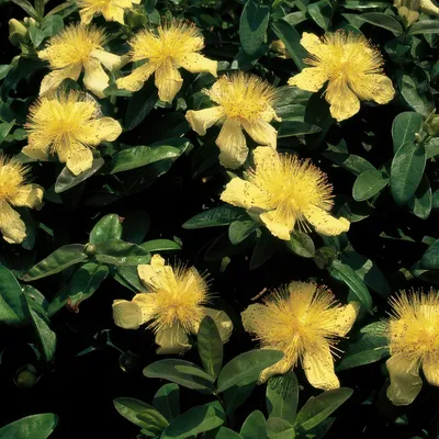 Zdjęcie produktu dla Hypericum calycinum - dziurawiec wielkokwiatowy - 48 roslin - okrywowa roslina