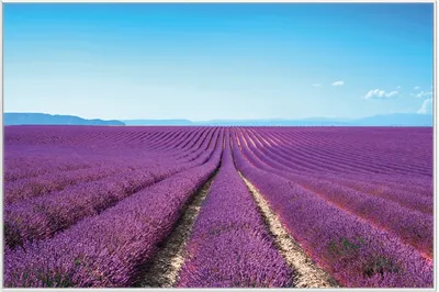 Produktbild von Wallario Wandbild Lavendelfeld unter blauem Himmel, Größe: 61 x 91,50 cm, Poster mit weißem Aluminiumrahmen