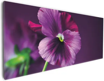 Produktbild von Wallario Premium Leinwandbild Lila Stiefmütterchen in Größe 30 x 75 cm