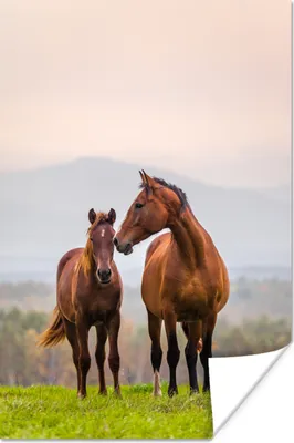Produktbild von MuchoWow® Poster Pferd - Fohlen - Gras - Pastell 40x60 cm - Plakate für die Wand - Poster Babyzimmer