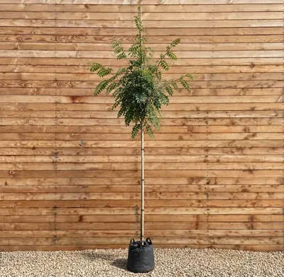 Produktbild von Hupeh-Eberesche 300-350 cm, Stammumfang 12-14 cm - Sorbus hupehensis Hochstamm