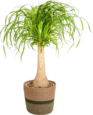 Produktbild von Beaucarnea Recurvata inkl. Naturkorb – Höhe 60-80cm – Ø21cm – Elefantenfuß Zimmerpflanze mit markantem Stamm