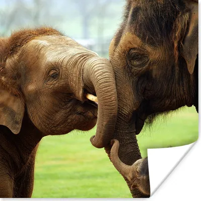 Produktbild von MuchoWow® Poster Elefanten - Tiere - Rüssel 100x100 cm - Babyzimmer