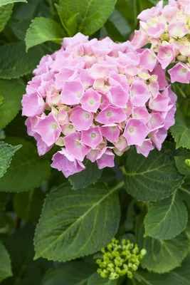 Produktbild von Hydrangea macrophylla 'Bela Rosa', rosa, 30–40 cm