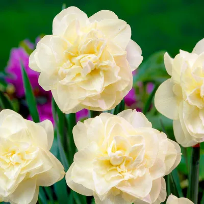 Produktbild von Narzissen Zwiebeln Winterhart Mehrjährig - Osterglocken Obdan - 25 Blumenzwiebeln - Duftende Pflanzen aus Holland - für Garten und Topf (keine Samen, nicht künstlich)