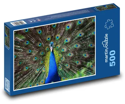 Produktbild von Puzzle 500 Pfau - majestätischer Vogel - martinpuzzle