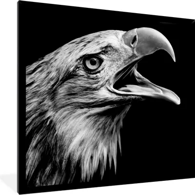 Produktbild von MuchoWow® Gerahmtes Poster Adler - Porträt - Raubvögel - Schwarz - Weiß - Vogel 40x40 cm - Poster mit Schwarzem Bilderrahmen Wandposter Rahmen Foto Bilder - Mit Rahmen - Wanddekoration Schlafzimmer
